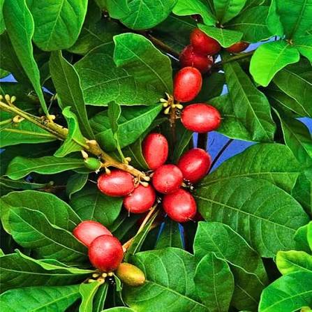 Miracle Plants — Exotic Fruits sapling available at Agro Nursery Garden